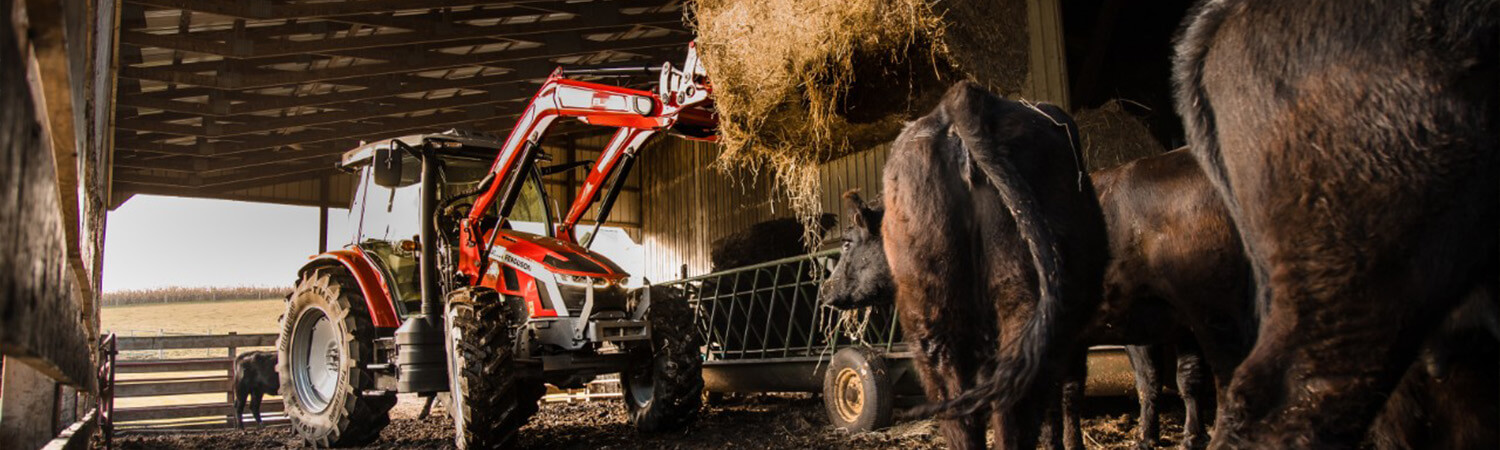 Massey Ferguson Tractor and Cows
